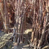 فروش انواع نهال پیوندی و اصلاح شده