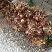 فسیل گلوته|گل و گیاه طبیعی|کهنوج, |دیوار