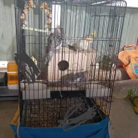 تعدادی عروس هلندی ۶ ماهه دانه ۶۰۰