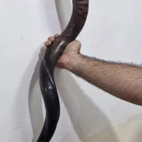 بوق شاخی اصل خوش صدا