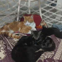 حیوانات زیبا پت و کت