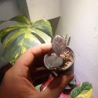 زامفولیا شرابی  گیاه خاص