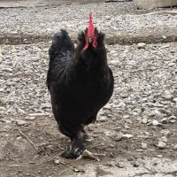 خروس مشکی|حیوانات مزرعه|گرگان, |دیوار