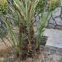 پاجوش نخل استعمران