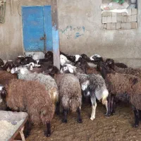 بره نر ماده گوشتی