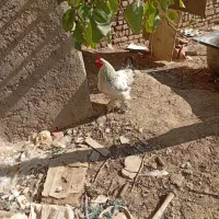 ۱عدد خروس برهما