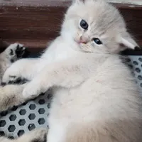 گربه نژاددار