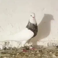 چند عدد طوقی تنظیم