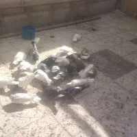 کفتر