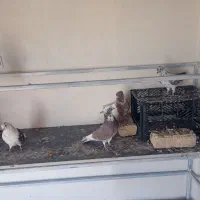 کبوتر|پرنده|دورود, |دیوار