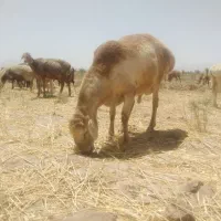 قوچ|حیوانات مزرعه|زیرکوه, |دیوار