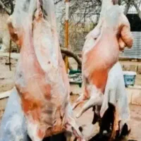 قصاب سیار/ویژه قربانی(گوسفند نصفه گوشت لذیذ زنده)