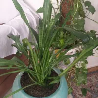 فروش دوعدد گلدان با گل طبیعی