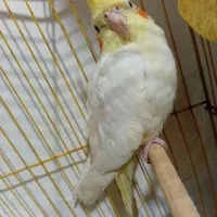 عروس هلندی لوتیتو