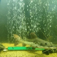 ماهی دراگون|ماهی|سهند, |دیوار