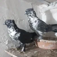 گوشی کفتر|موبایل|قم, کاسه گران|دیوار