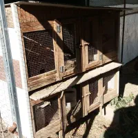 قفس چوبی|لوازم جانبی حیوانات|گنبد کاووس, |دیوار