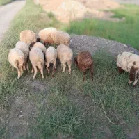 بره سالم|حیوانات مزرعه|رشت, گیل|دیوار