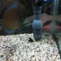 دیسکس ردکاور های بادی|ماهی|قم, در بهشت|دیوار