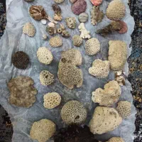 آکواریم دلسا درحد نو با ماهی گوشتخوار|ماهی|شیراز, پودنک|دیوار