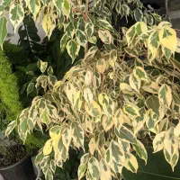 تخفیف فروش گل های خانگی|گل و گیاه طبیعی|مرودشت, بهارستان|دیوار