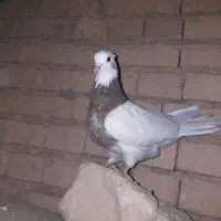 کبوتر|پرنده|لردگان, |دیوار