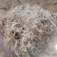 کاه گندم