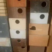 لانه عروس هلندی، کوتوله، گرینچیک و
