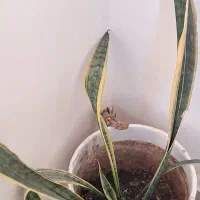 گل با گلدون سرامیک|گل و گیاه طبیعی|پردیس, فاز ۸|دیوار