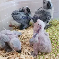جوجه کاسکو سرلاکی