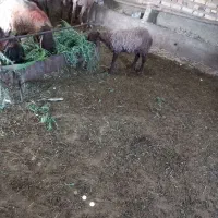 چوپان  ماهانه