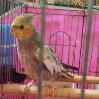 پرنده عروس هلندی|پرنده|قدس, شهرقدس|دیوار