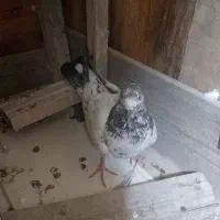 کبوتر پاکستانی|حیوانات|قشم, |دیوار