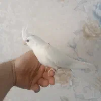 عروس هلندی آلبینو اهلی اهلی