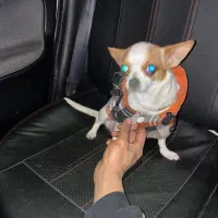 سگ شیواوا اپل هد|سگ|تهران, افسریه شمالی|دیوار