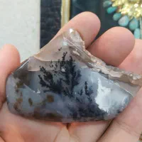 شجر زیبا منظره