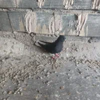 دم سفید ‌ماده