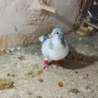 کفتر ساده سبز