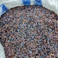 کشمش آفتابی درشت درشت|عمدهفروشی|ابهر, |دیوار