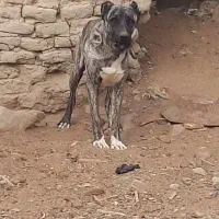 سگ افغان|سگ|هامون, |دیوار