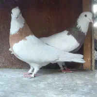 طوقی مهر زینتی|پرنده|ری, اقدسیه|دیوار