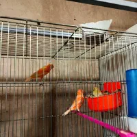 ۵جفت قناری سرخ سوخته دارچینی سوپری درشت