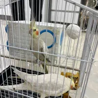 یک جفت عروس هلندی نر وماده با تخم وقفس