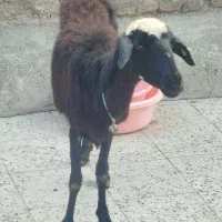 گوسفند