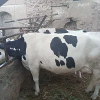 گاو سیمینتال با گوساله،گاو آبستن،گوساله نر|حیوانات مزرعه|تربت‌حیدریه, پایانه مسافربری تربت حیدریه|دیوار
