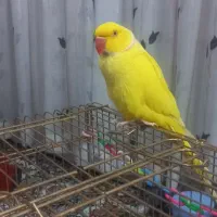 طوطی ملنگو رنگ خاص. قیمت بیست‌وپنج میلیون|پرنده|کاشمر, |دیوار