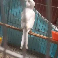 قناری ماده هوش هوش|پرنده|کرمانشاه, |دیوار