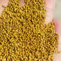 بذر یونجه رنجر و مائوپا آمریکایی درجه1