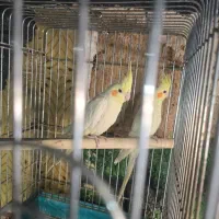 عروس هلندی|پرنده|یزد, |دیوار