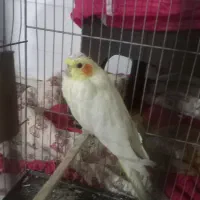 عروس هلندی|پرنده|نرماشیر, |دیوار